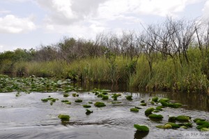 USA - NP - Everglades